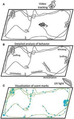 Commentary: Spatial Olfactory Learning Contributes to Place Field Formation in the Hippocampus